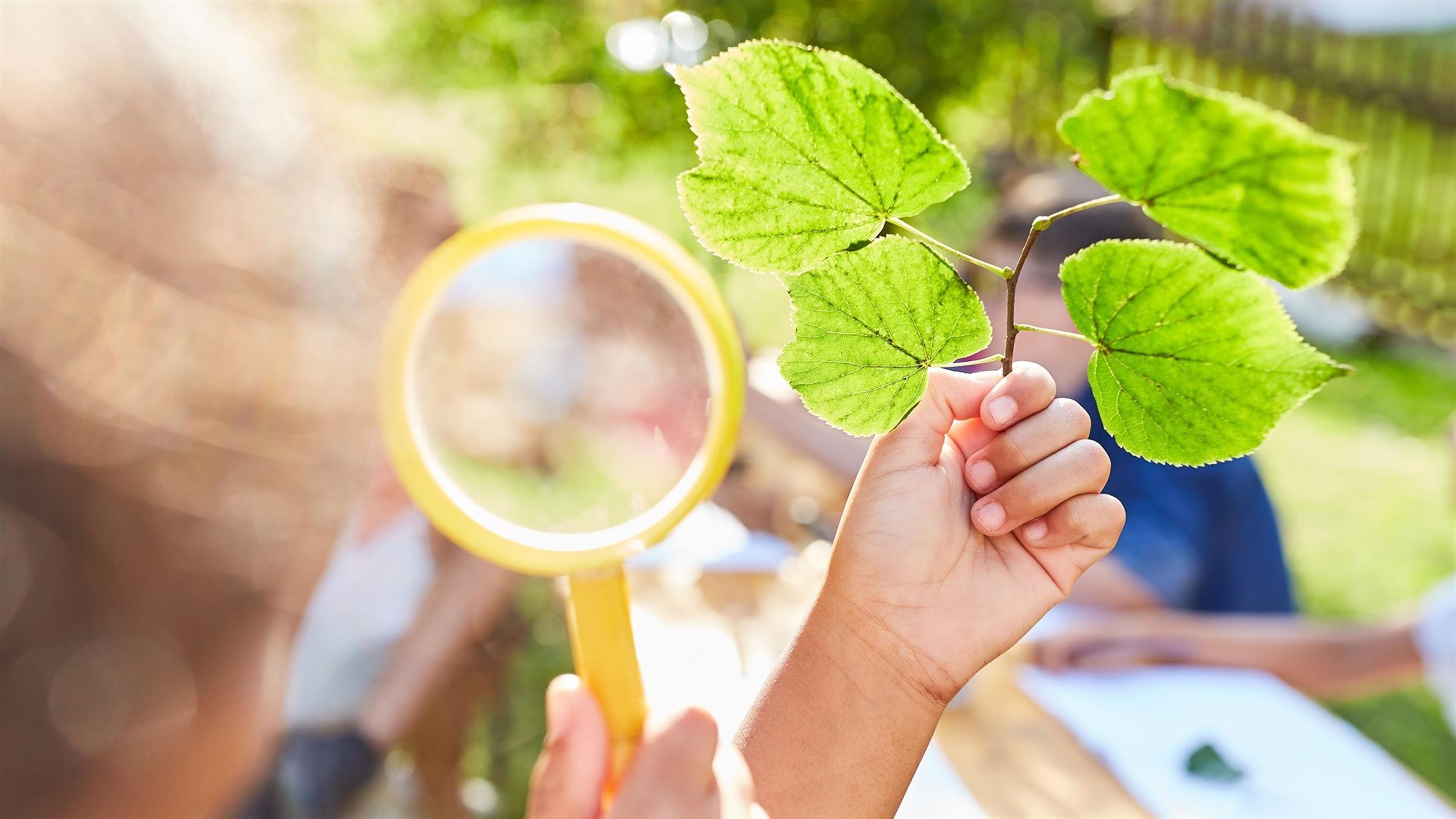 Person looks at leaf with magnifying glass