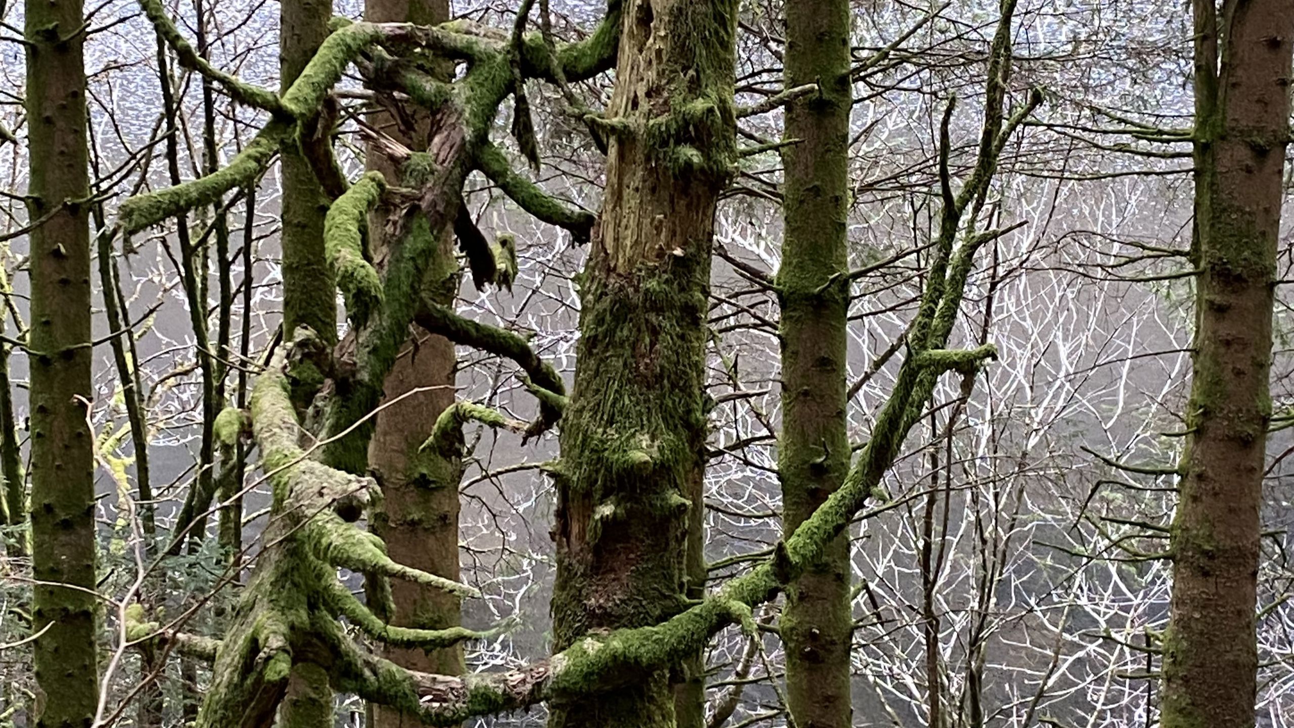A forrest