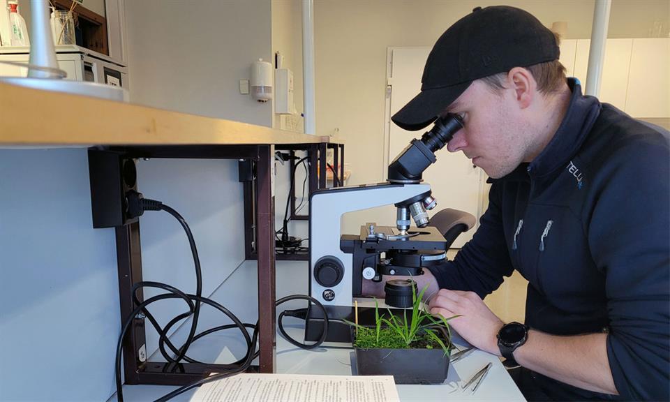 Tor-Erik undersøker frø med mikroskop. 